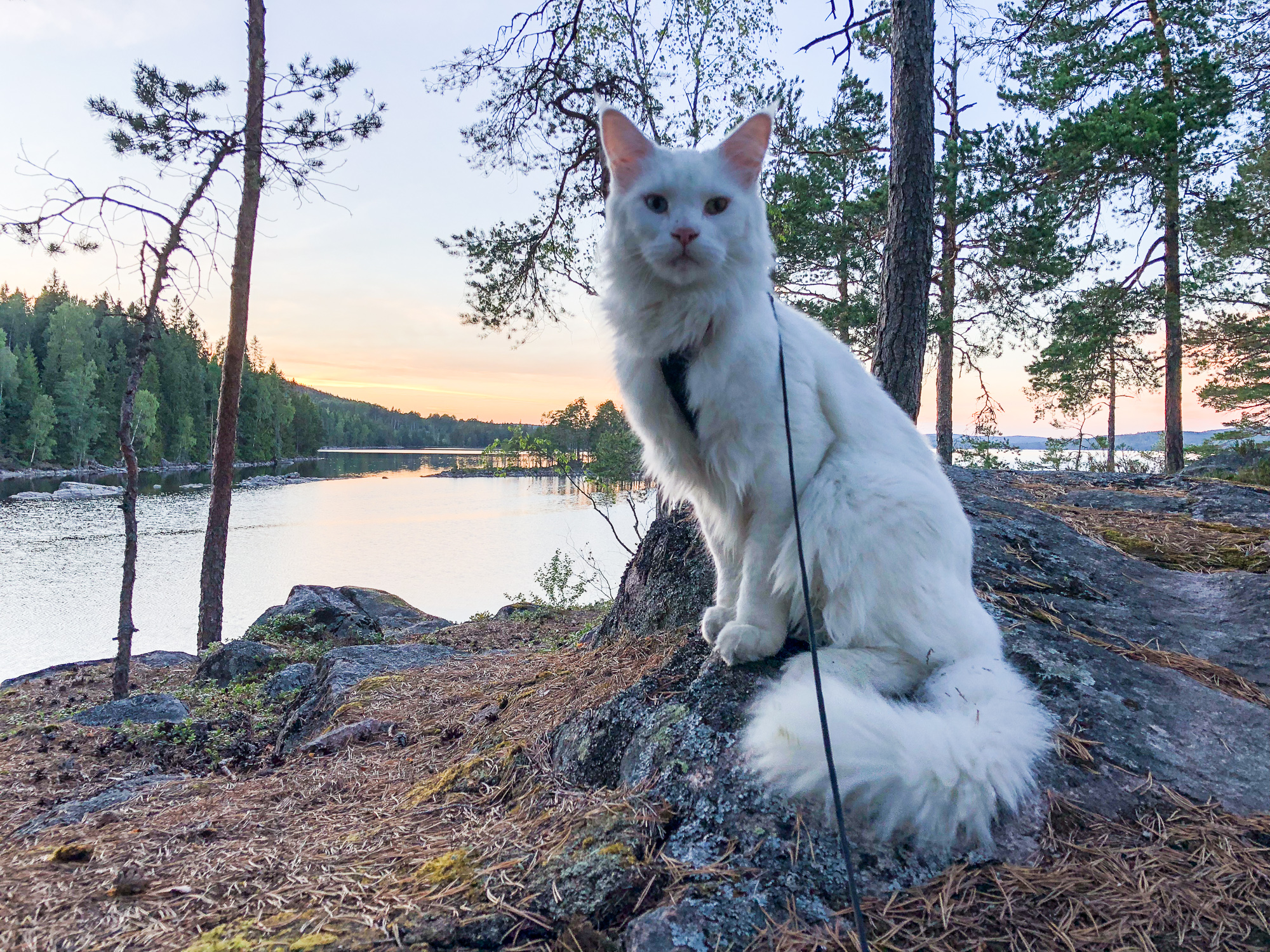 Regal Cezar poses by the water in his home country of Sweden. (Photo: Instagram/@cezars.crew)
