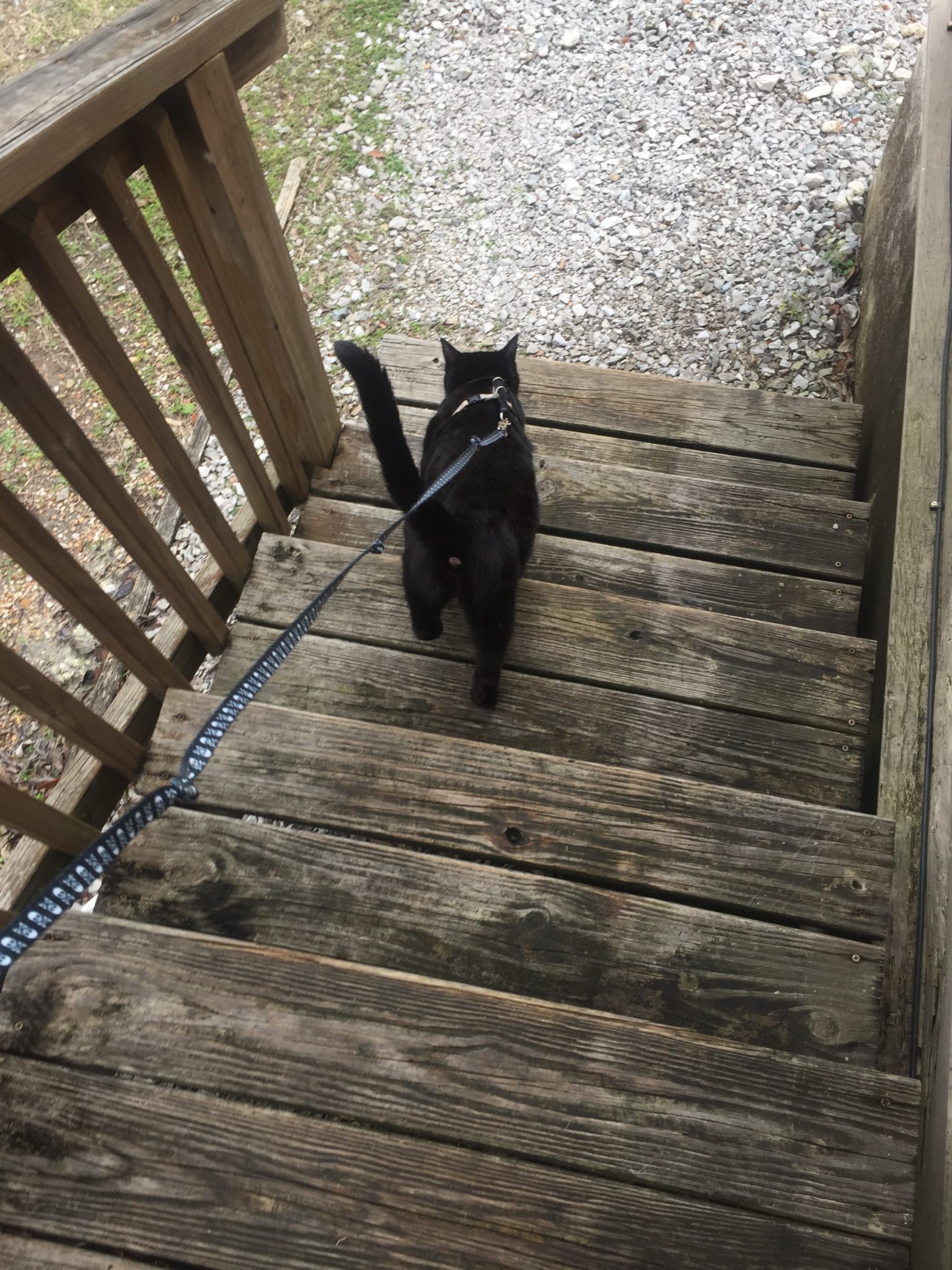 Figaro walks down steps on his way to the yard