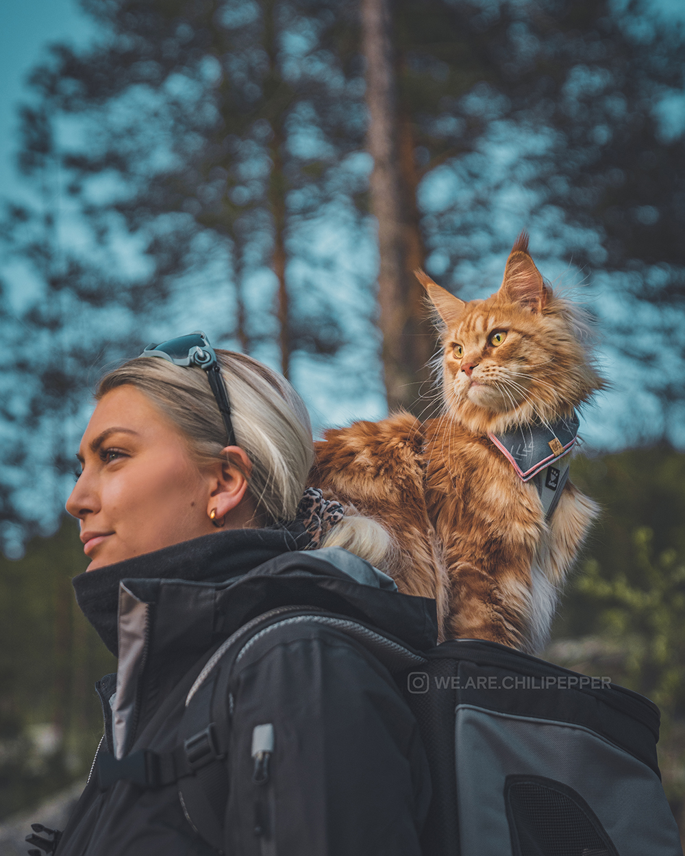 cat and person hike