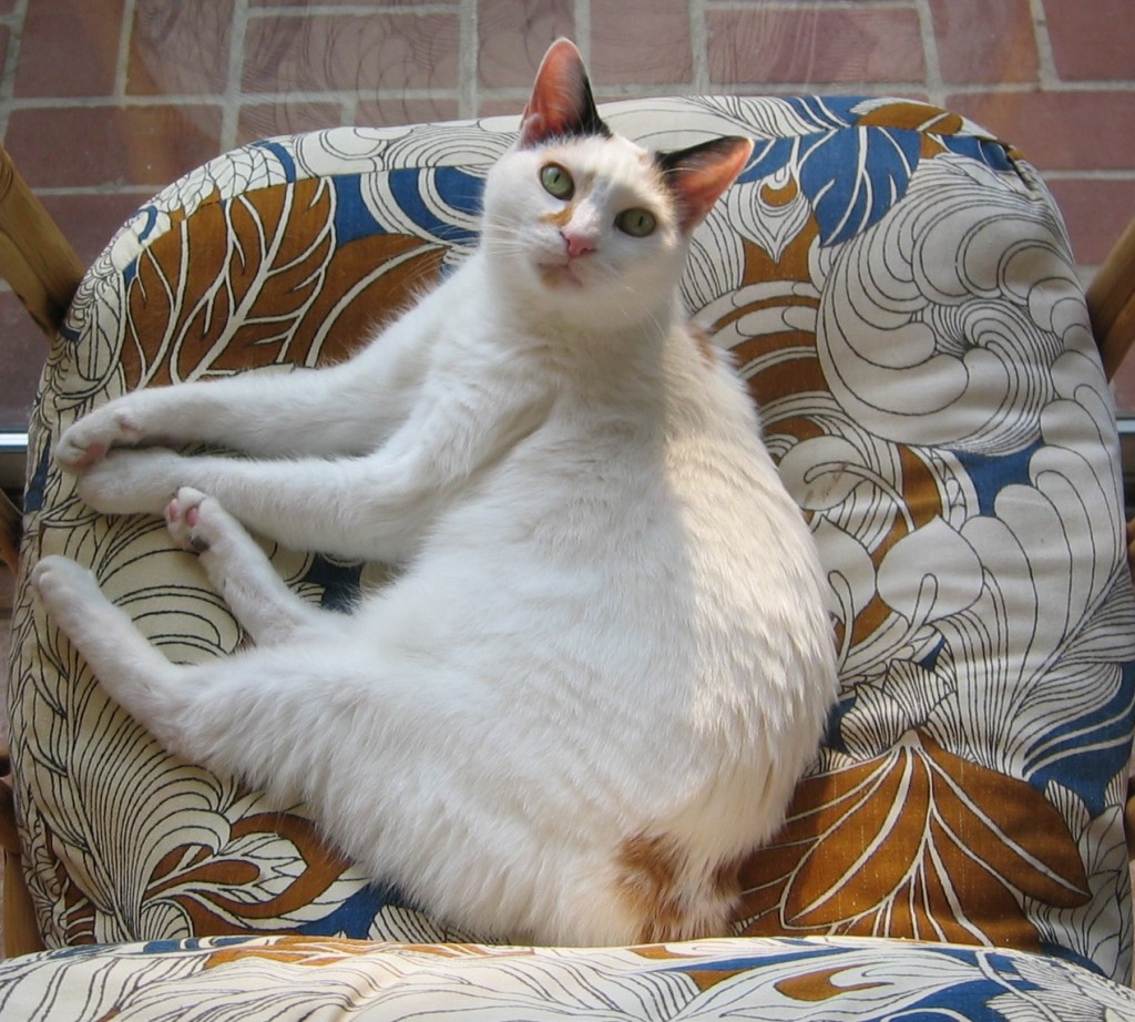 Japanese Bobtail cat