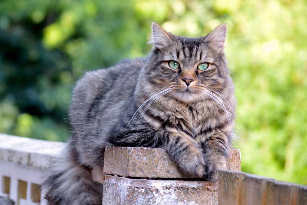 Norwegian Forest cat