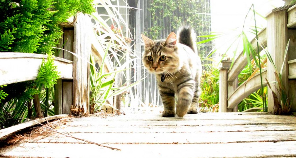 American Bobtail cat