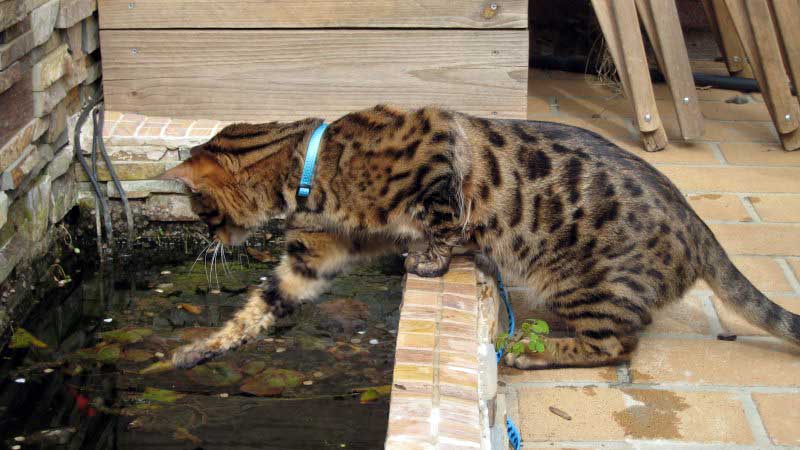 bengal stänk i vatten