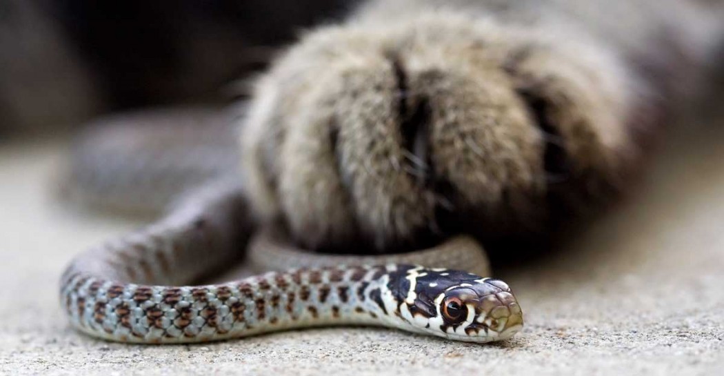 cat with snake