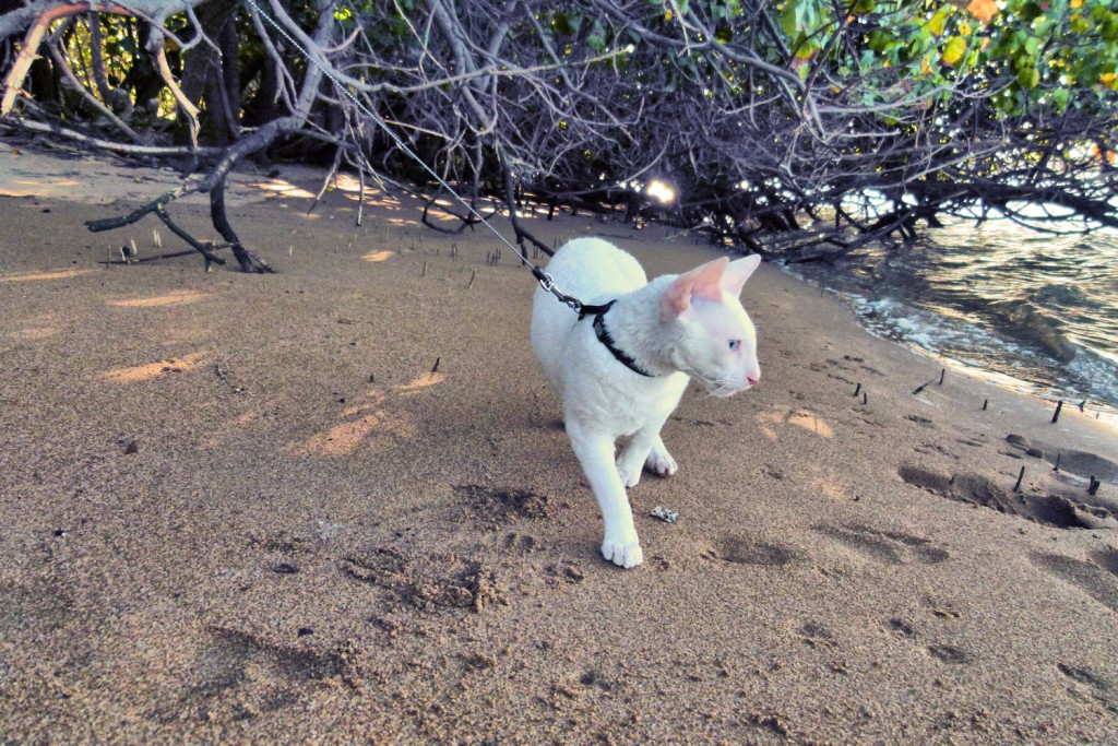 Gandalf the white cornish rex walks along a sandy beach in Australia