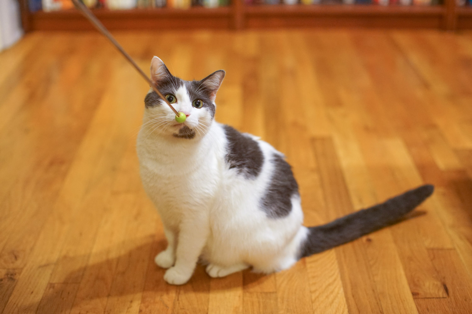 cat learns clicker training