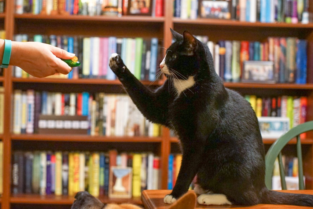 cat clicker training