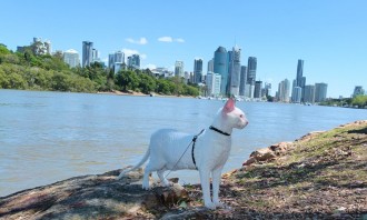 Gandalf the white cornish rex explores Kangaroo Cliffs