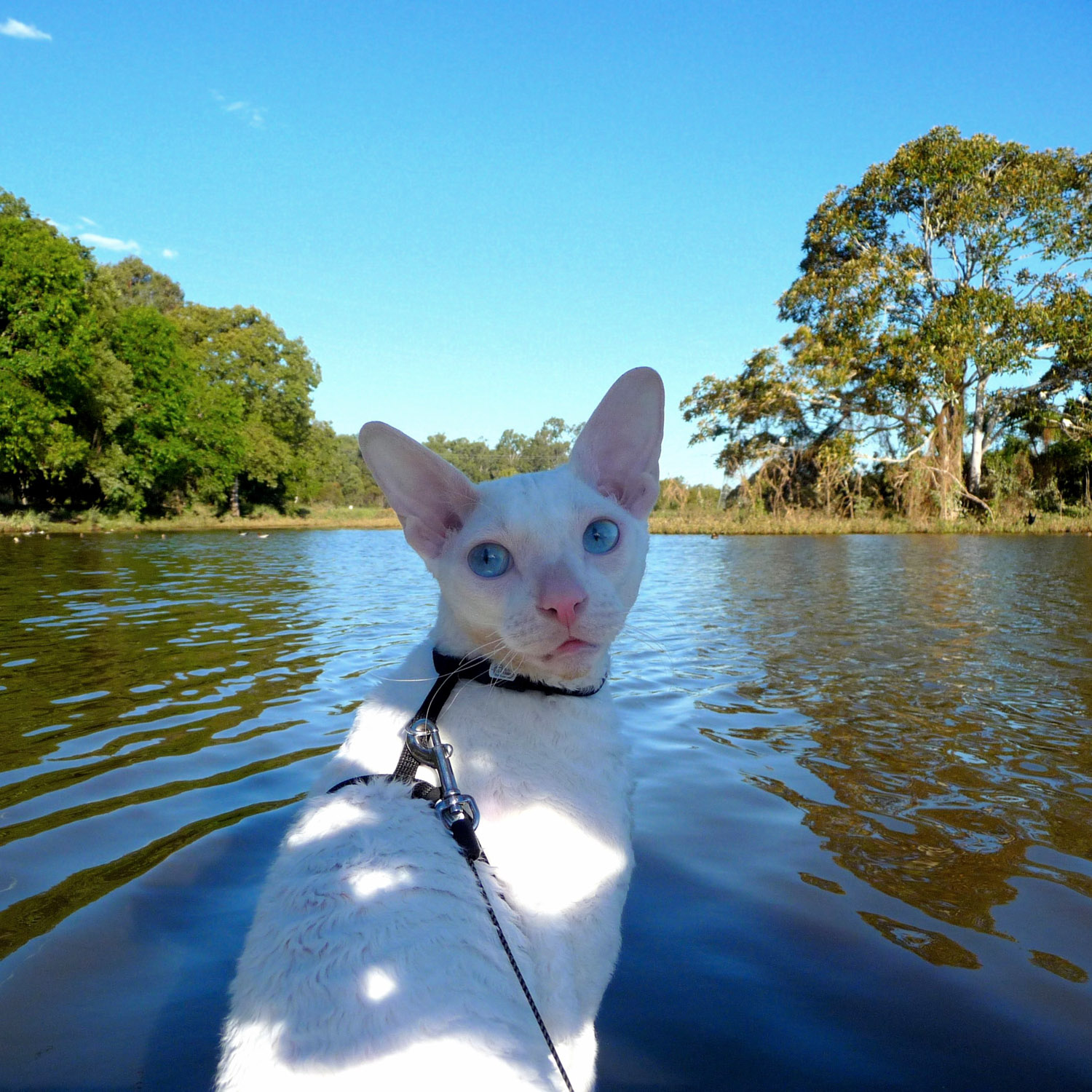 Gandalf is a brave kitty who's up for anything despite being deaf! 