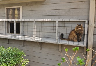 Cat sits in catio.