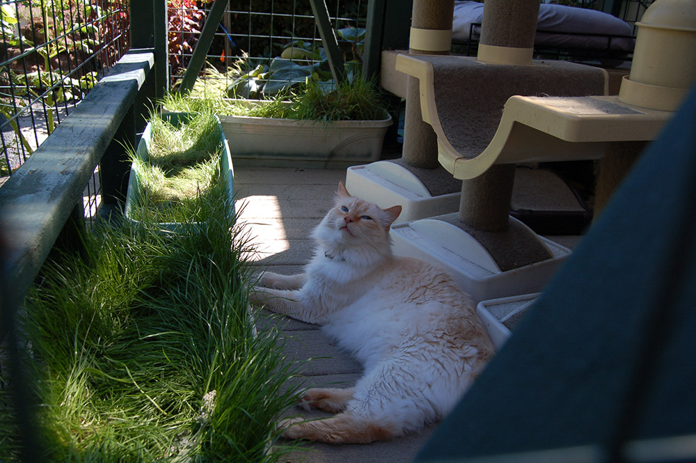 Ein Catio mit etwas leckerem Gras ist der "purrfect" Ort für Ihre Zeit im Freien. (Foto: Tinsley Hunsdorfer / Audubon Society of Portland)