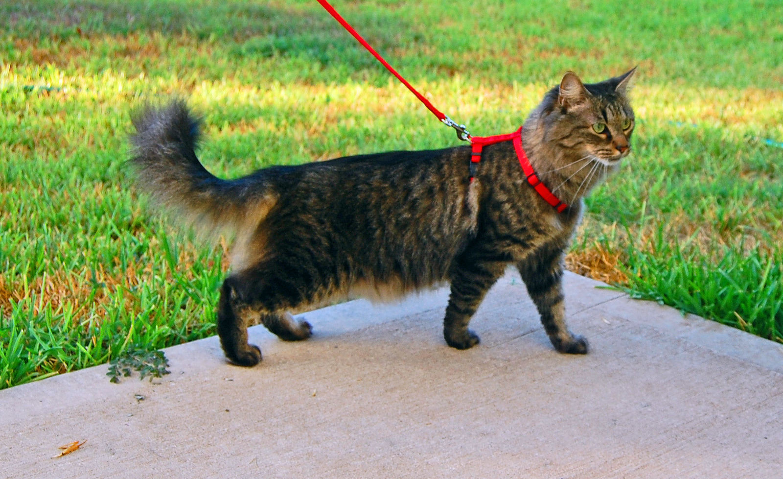 measuring cat for harness