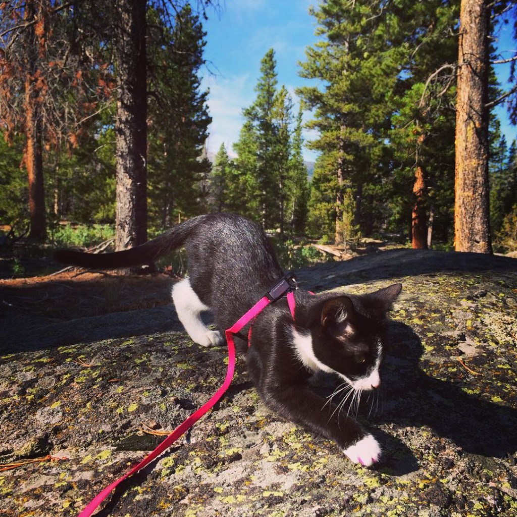 kitten hiking in Rocky Mountains