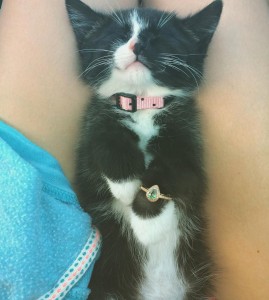 kitten with engagement ring on paw