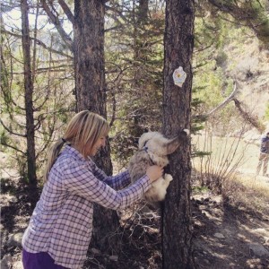 cat in harness climbing tree