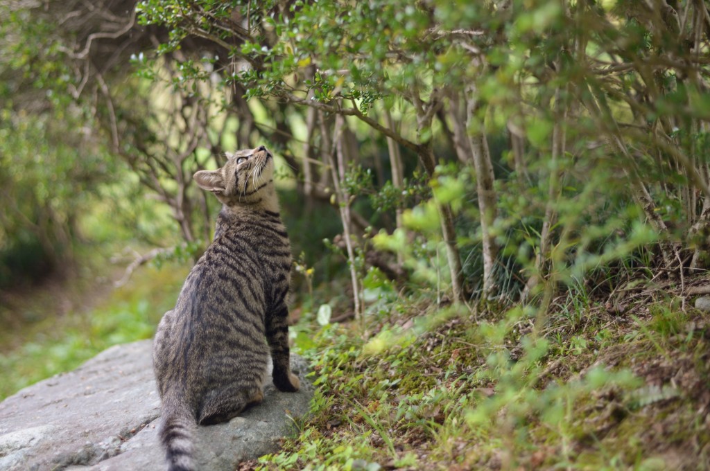 Bengal scouting a tree