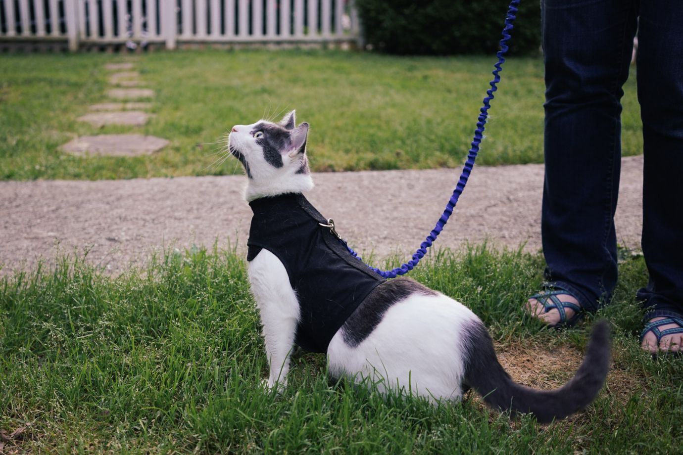 What kind of harness does your cat need? Adventure Cats