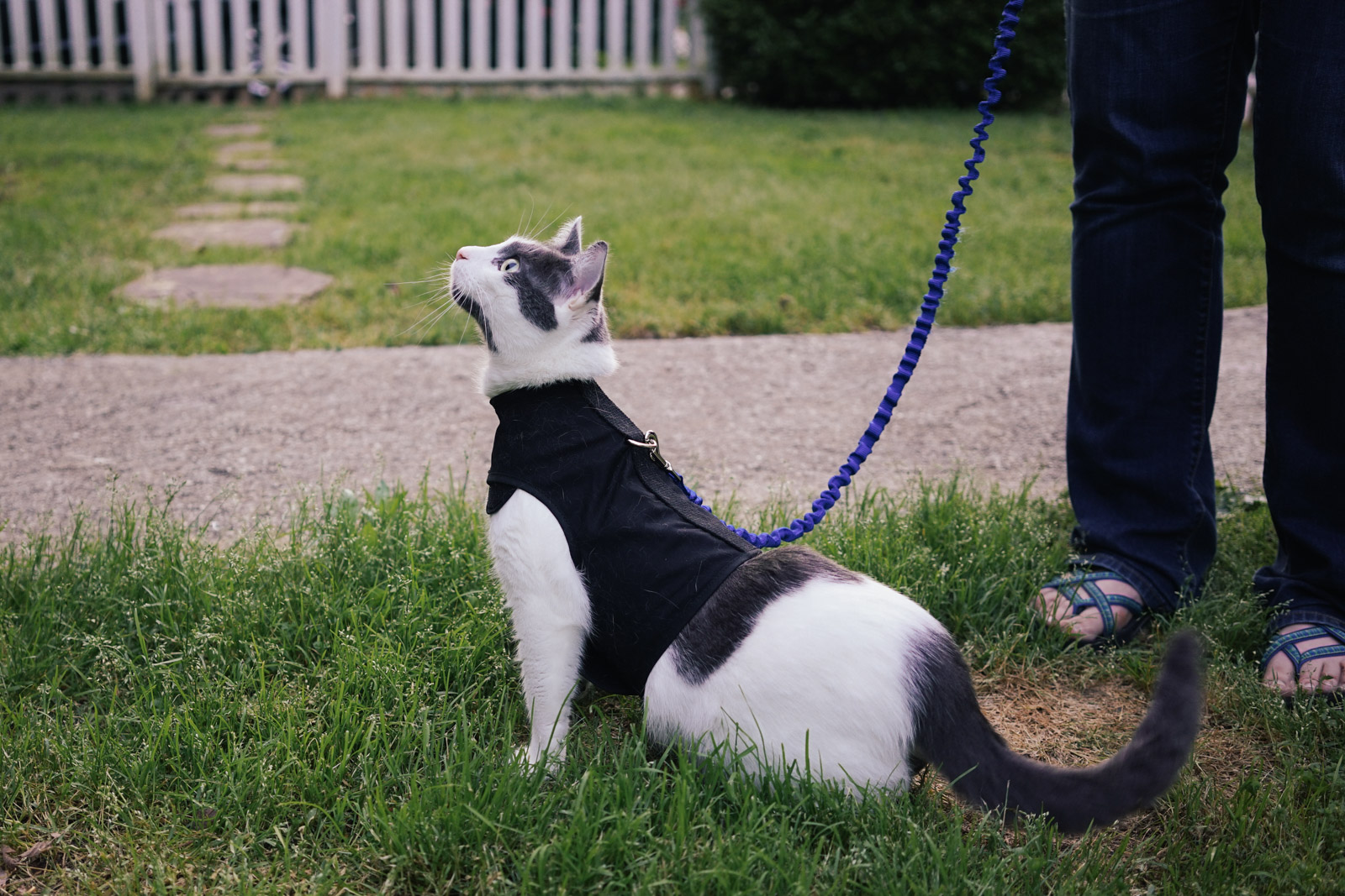 cat walking leash harness