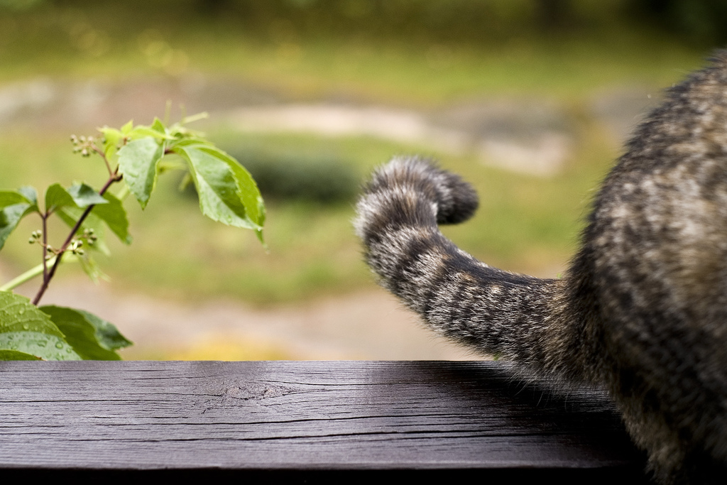 Crooked cat tail