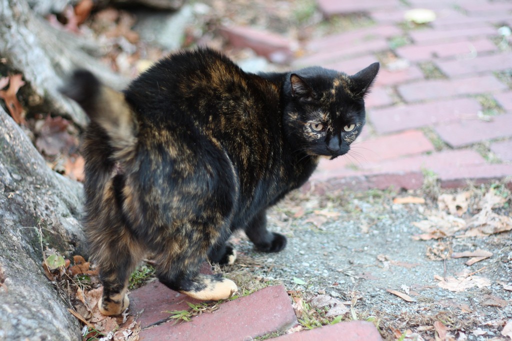 cat with flicking tail 