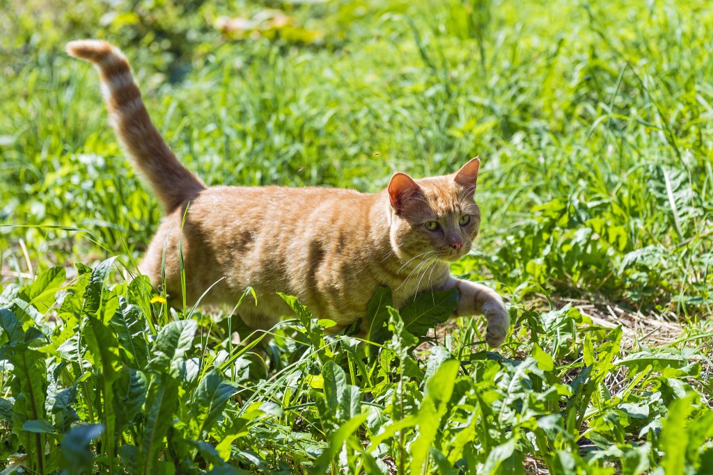 cat with slightly bent tail 