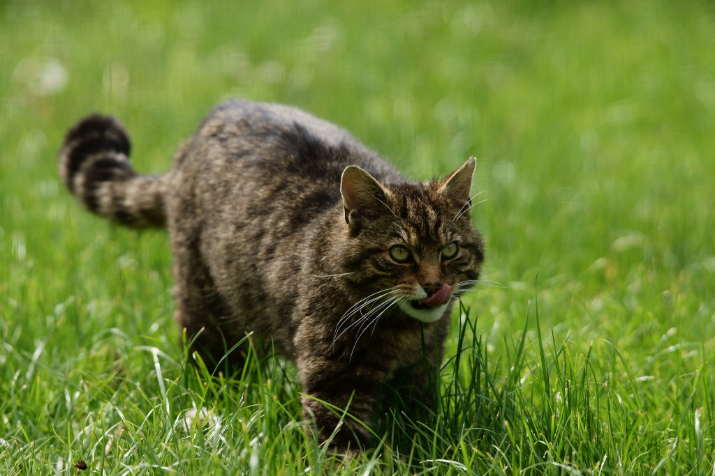 Cat swishing tail ready to pounce