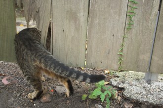 Cat sneaks through a fence