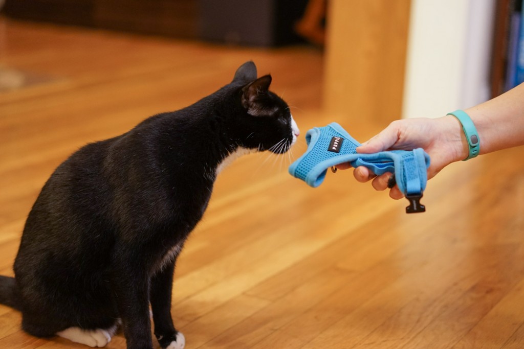 cat sniffing harness