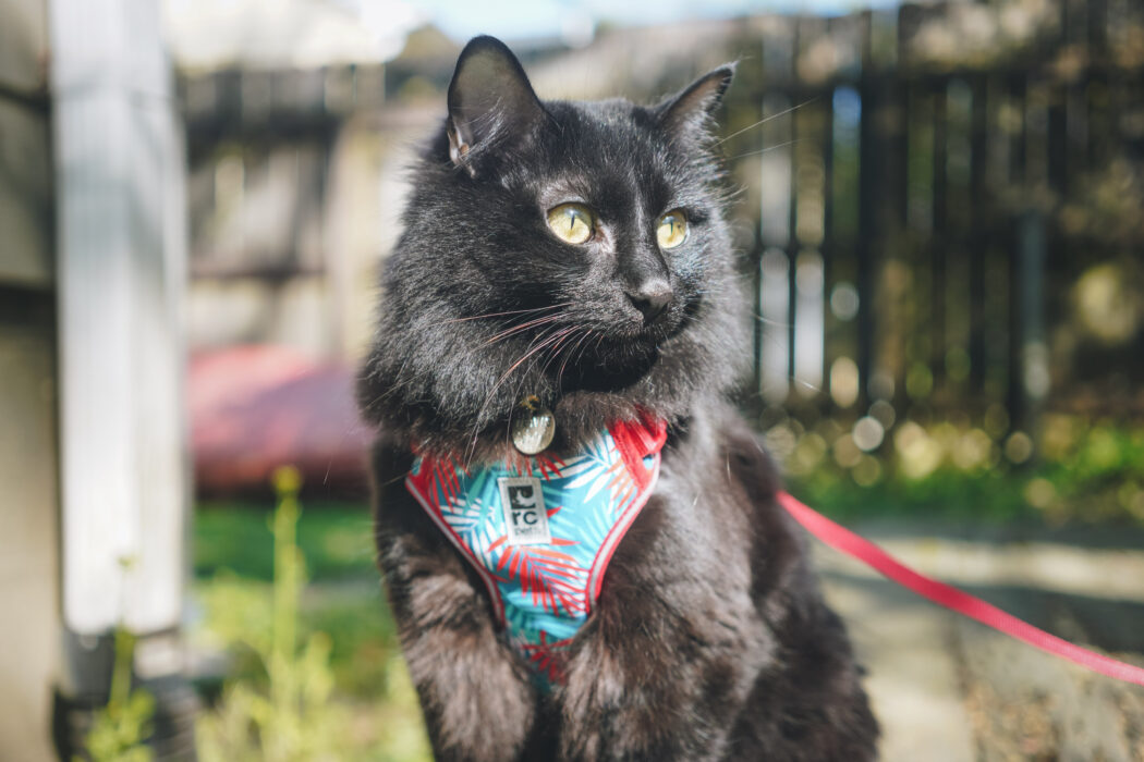 The True Adventurer Reflective Cat & Kitten Harness and Leash