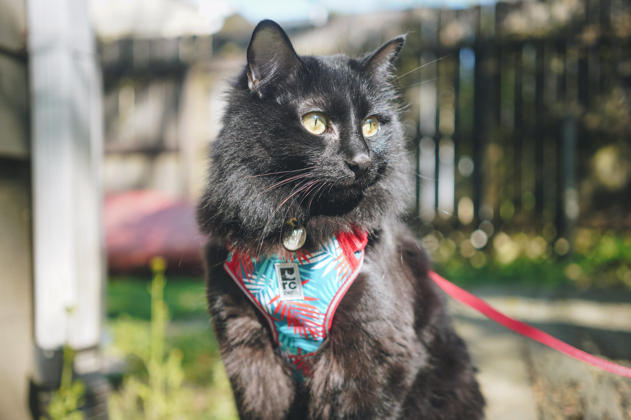 The True Adventurer Reflective Cat & Kitten Harness and Leash The Purrfectly Pink / L / Your Cat Backpack