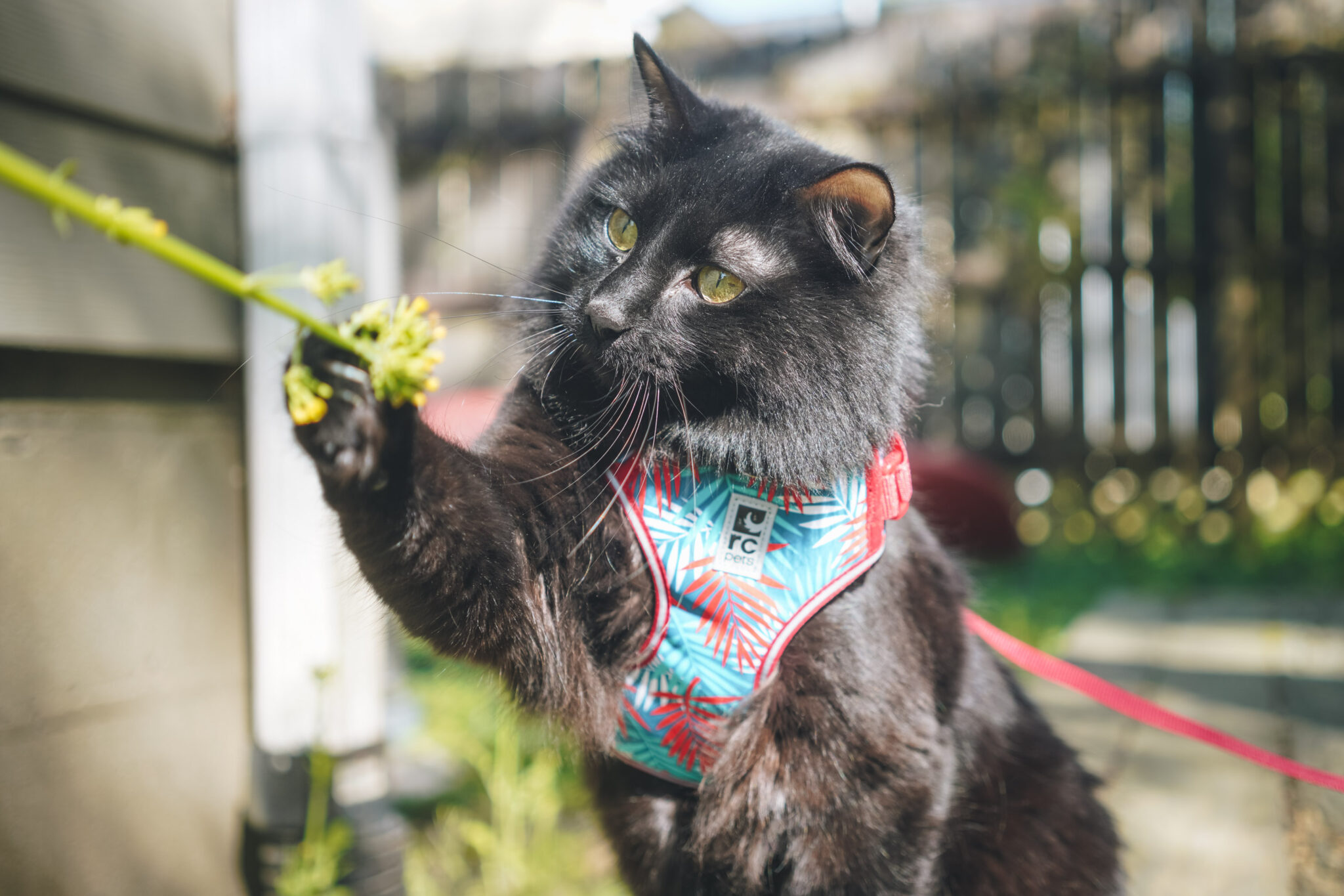 11 Best Cat Harnesses That Keep Your Kitty Comfortable