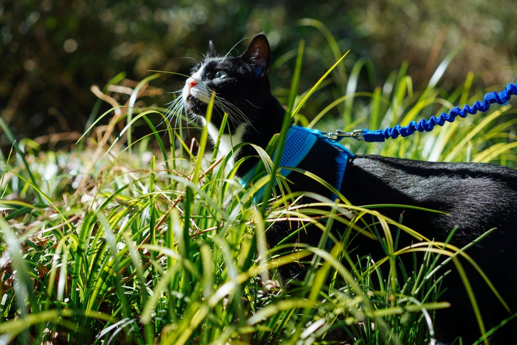 cat walking leash harness