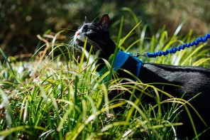 Sirius black cat walking on leash