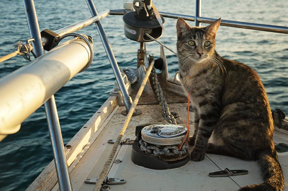 cat on sailboat