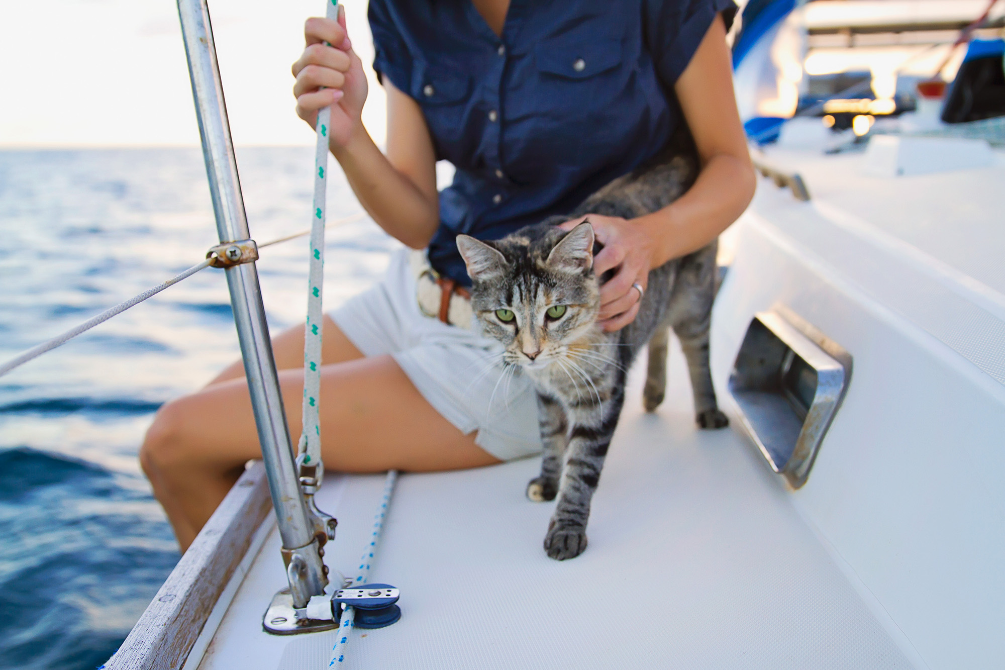 cat on a sailboat
