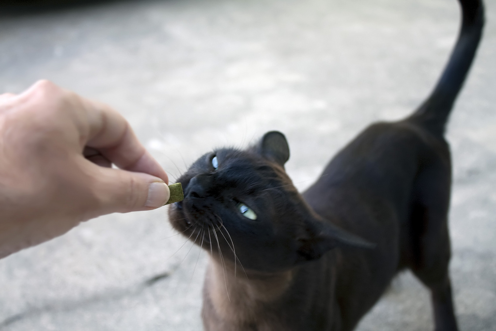 Giving your cat a treat is a great way to train him!