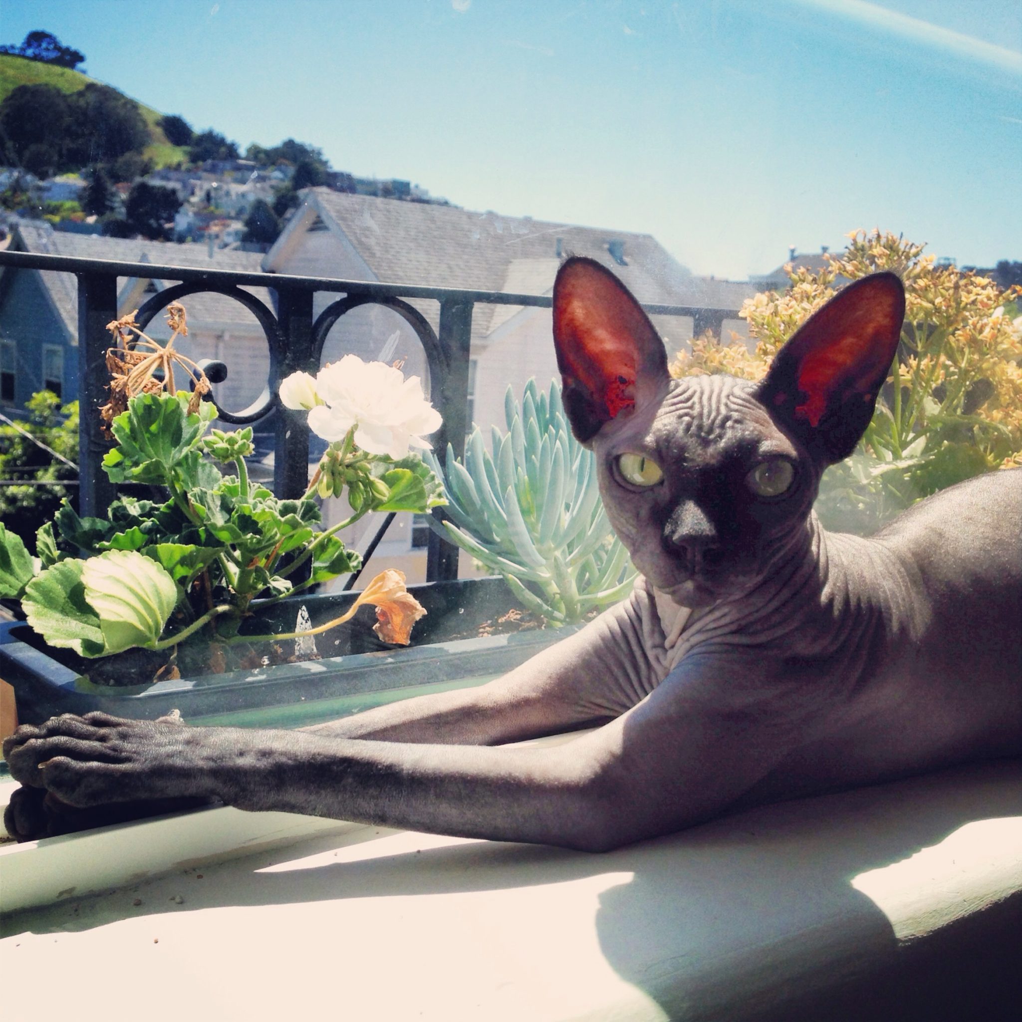 A hairless sphynx cat catches some rays in the window.