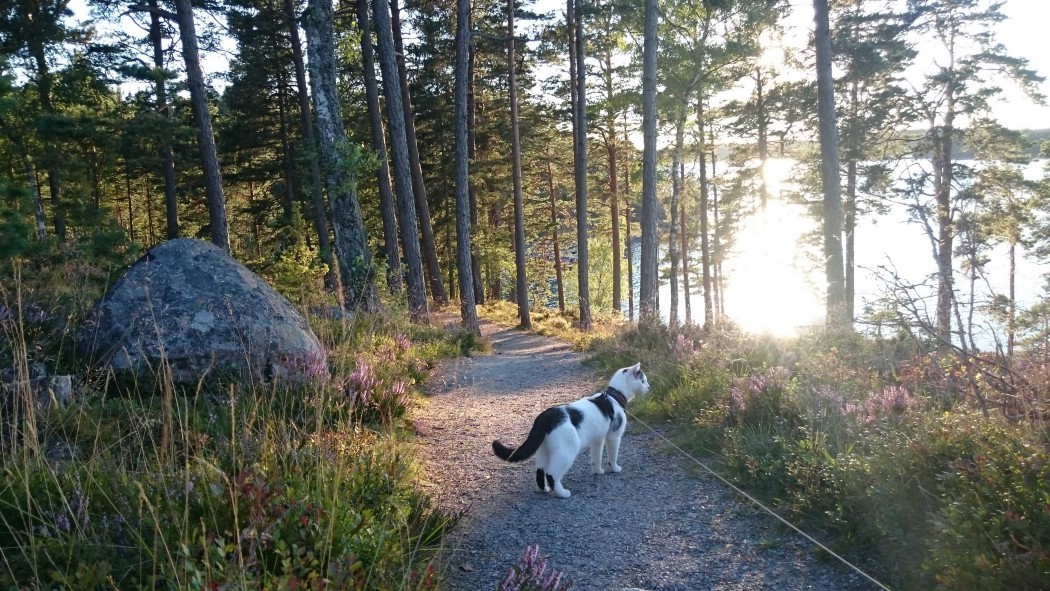 cat on leash hiking
