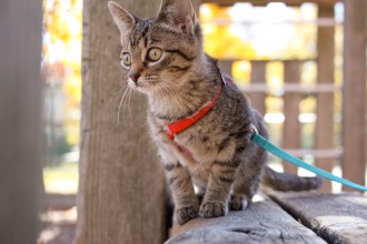 Emma Deans the adventure cat sits pretty in this gorgeous capture