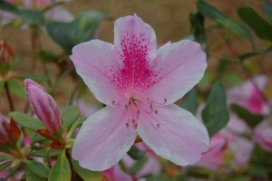 azalea flower