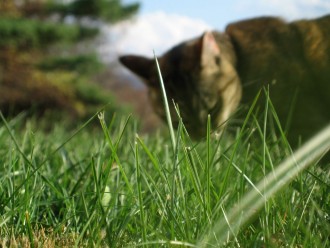 cat eating grass