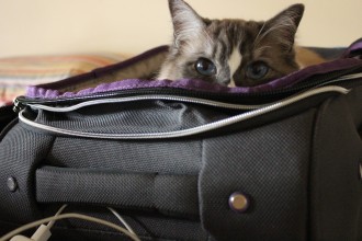 cat in suitcase