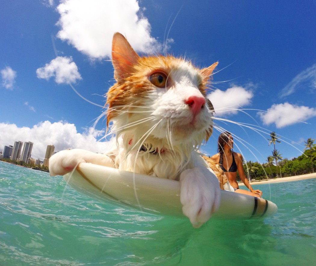 Nanakuli the one-eyed surfing cat