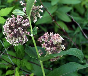 milkweed plant