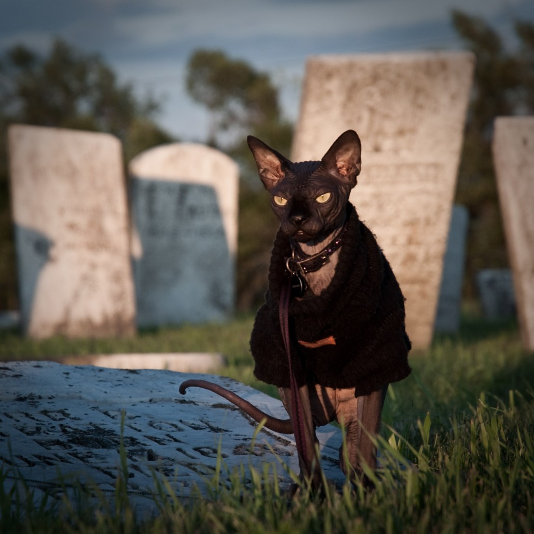 Omar the Sphynx cat dons a black sweater in the graveyard