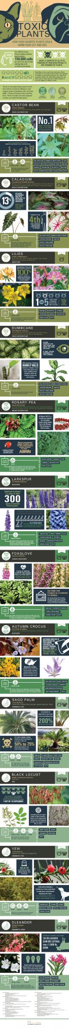 plant-infographic