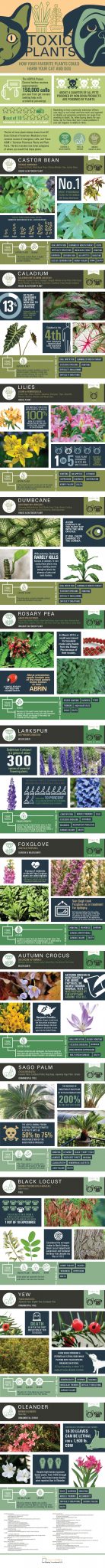 plant-infographic