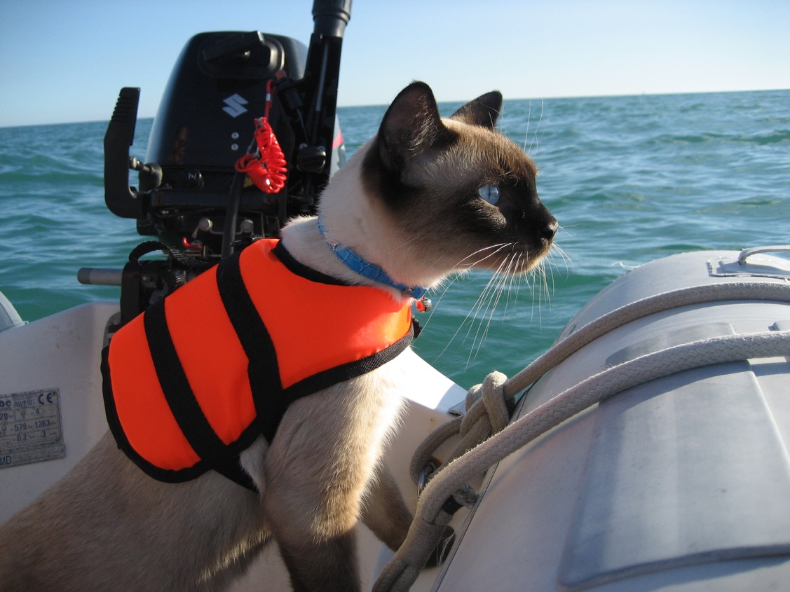 Bailey in life jacket on board. 