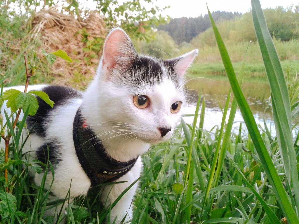 domestic cat prowling through grass