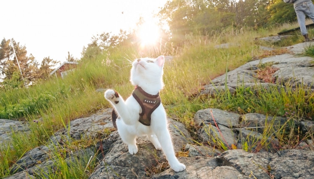 Best cat harness How to find the 'purrfect' fit Adventure Cats